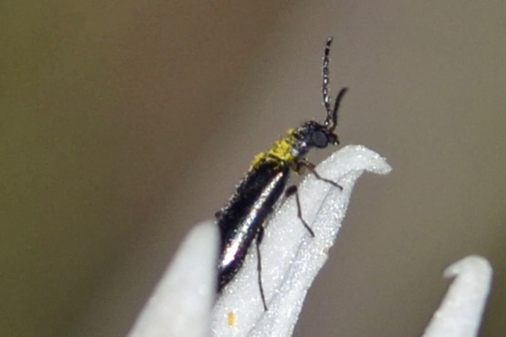 Altro coleottero sconosciuto: Dasytes sp.